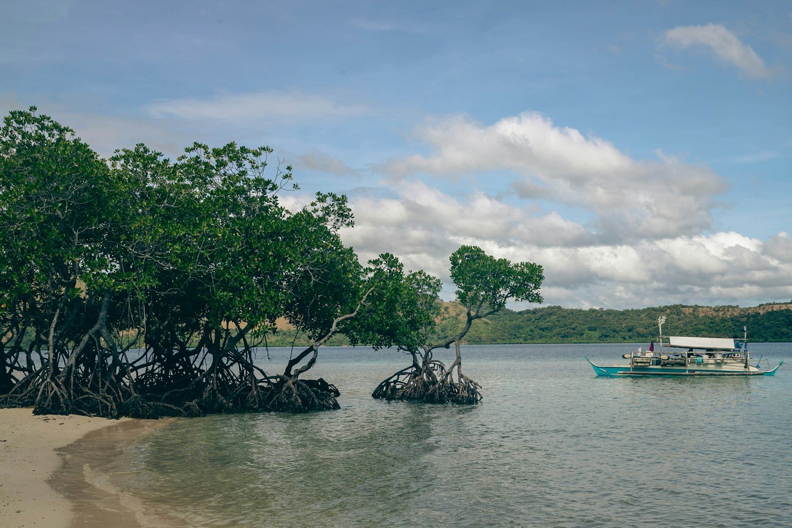 Calm mangrove shoreline in the Lower Keys